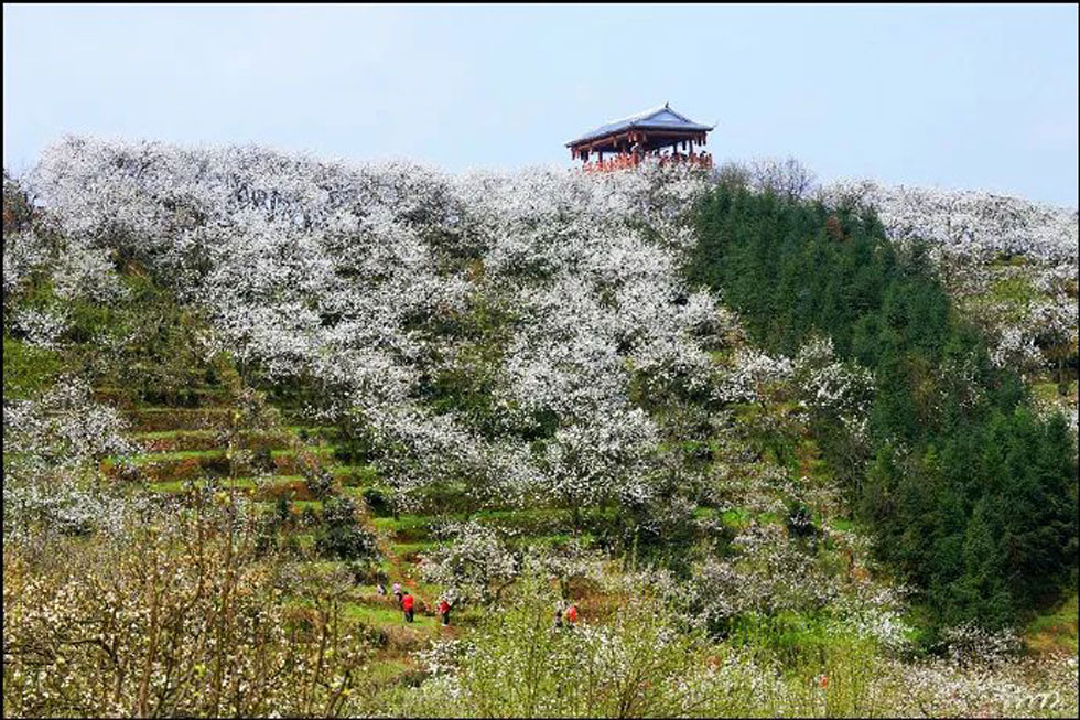 【春天，广西桂林灌阳县向您发出邀请！】我们在灌阳看梨花 - 游山玩水 - 银川生活社区 - 银川28生活网 yinchuan.28life.net