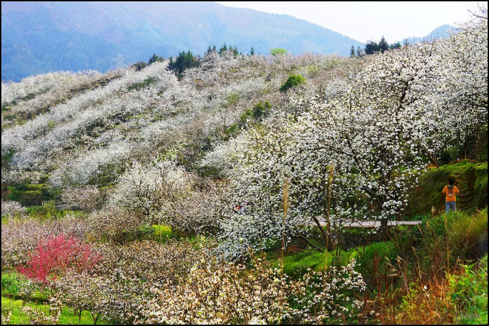 【春天，广西桂林灌阳县向您发出邀请！】我们在灌阳看梨花 - 游山玩水 - 银川生活社区 - 银川28生活网 yinchuan.28life.net