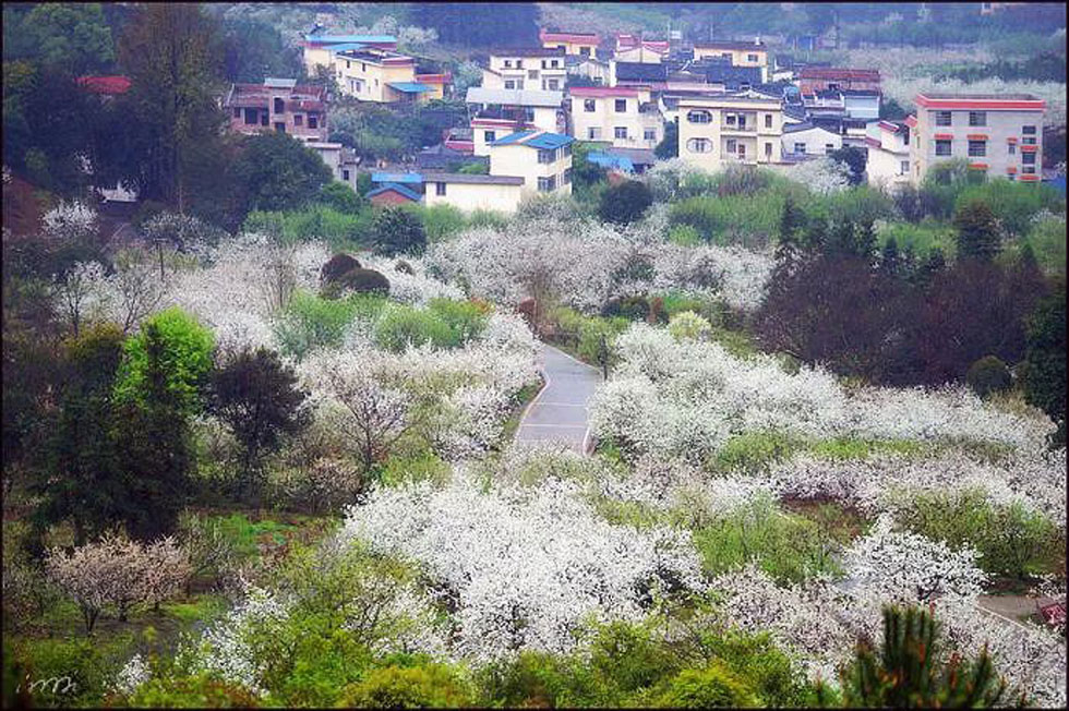 【春天，广西桂林灌阳县向您发出邀请！】我们在灌阳看梨花 - 游山玩水 - 银川生活社区 - 银川28生活网 yinchuan.28life.net