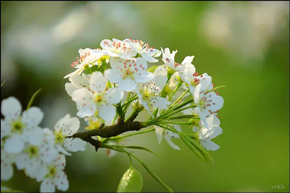【春天，广西桂林灌阳县向您发出邀请！】我们在灌阳看梨花 - 游山玩水 - 银川生活社区 - 银川28生活网 yinchuan.28life.net