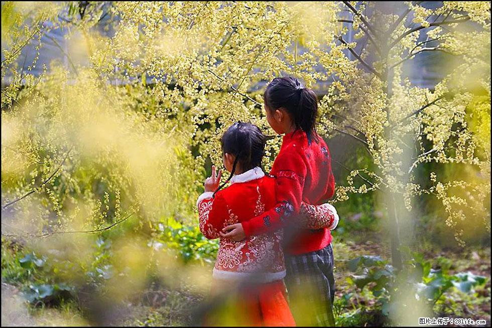 【春天，广西桂林灌阳县向您发出邀请！】米珠山前有片山苍子花在飘香 - 游山玩水 - 银川生活社区 - 银川28生活网 yinchuan.28life.net