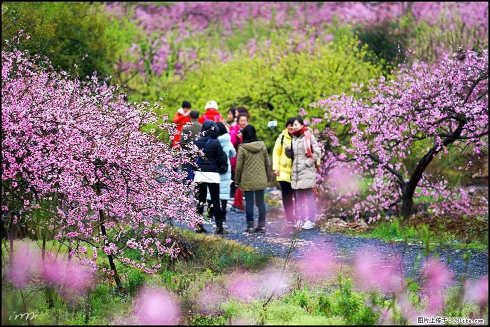 【春天，广西桂林灌阳县向您发出邀请！】官庄村有个醉美的桃花园 - 游山玩水 - 银川生活社区 - 银川28生活网 yinchuan.28life.net