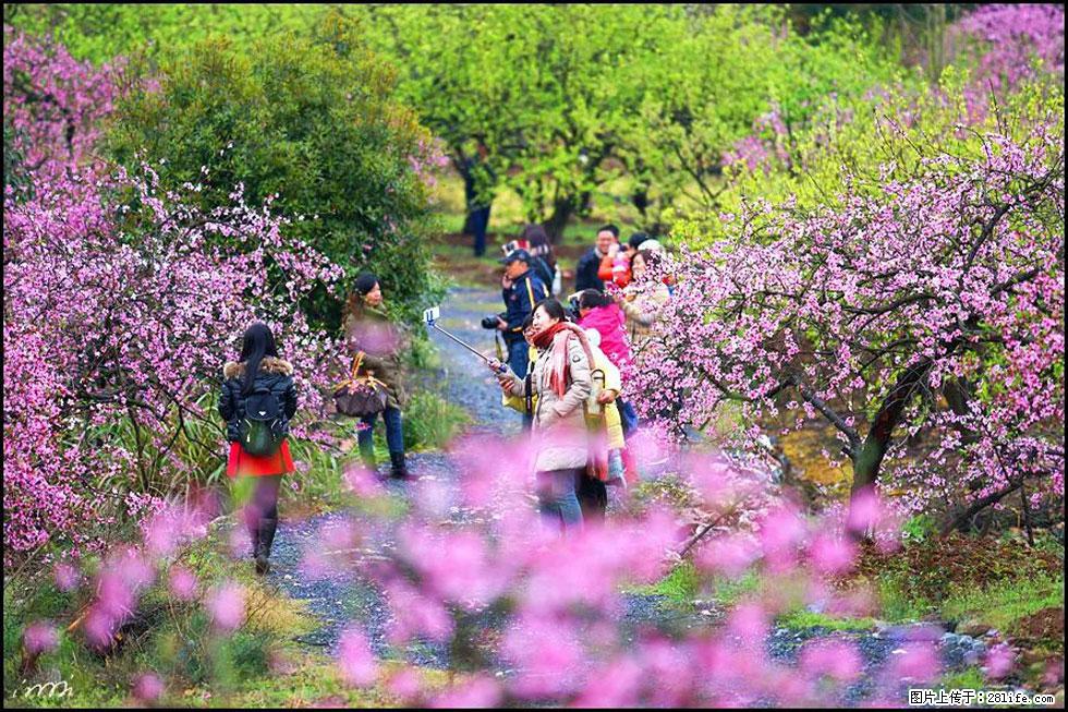 【春天，广西桂林灌阳县向您发出邀请！】官庄村有个醉美的桃花园 - 游山玩水 - 银川生活社区 - 银川28生活网 yinchuan.28life.net
