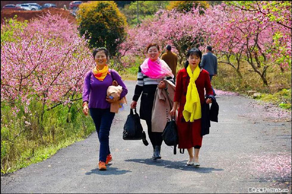 【春天，广西桂林灌阳县向您发出邀请！】官庄村有个醉美的桃花园 - 游山玩水 - 银川生活社区 - 银川28生活网 yinchuan.28life.net