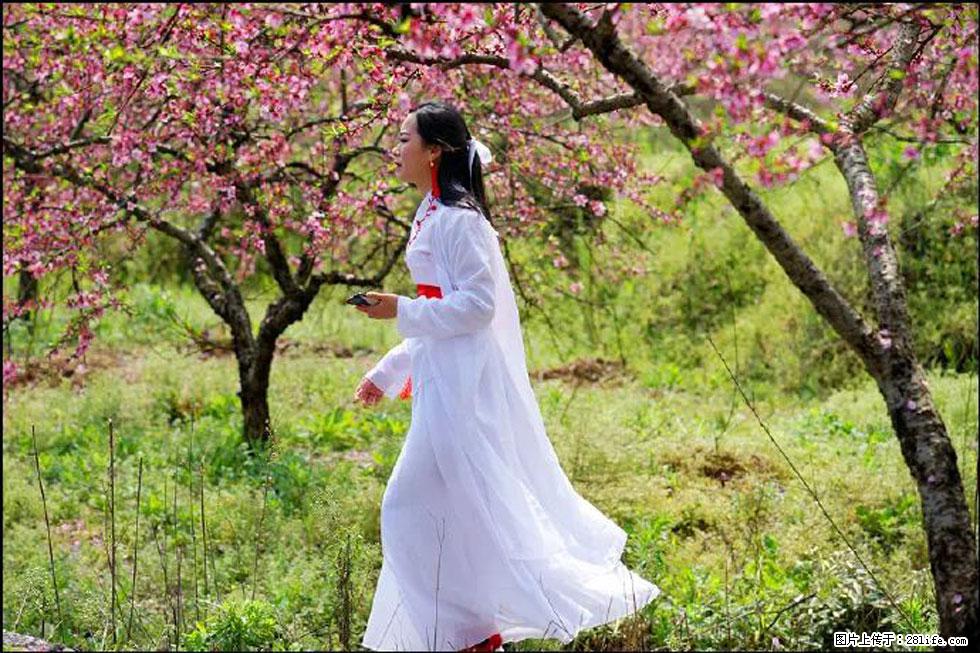 【春天，广西桂林灌阳县向您发出邀请！】官庄村有个醉美的桃花园 - 游山玩水 - 银川生活社区 - 银川28生活网 yinchuan.28life.net