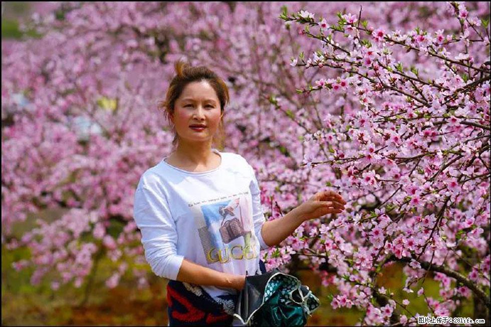 【春天，广西桂林灌阳县向您发出邀请！】官庄村有个醉美的桃花园 - 游山玩水 - 银川生活社区 - 银川28生活网 yinchuan.28life.net