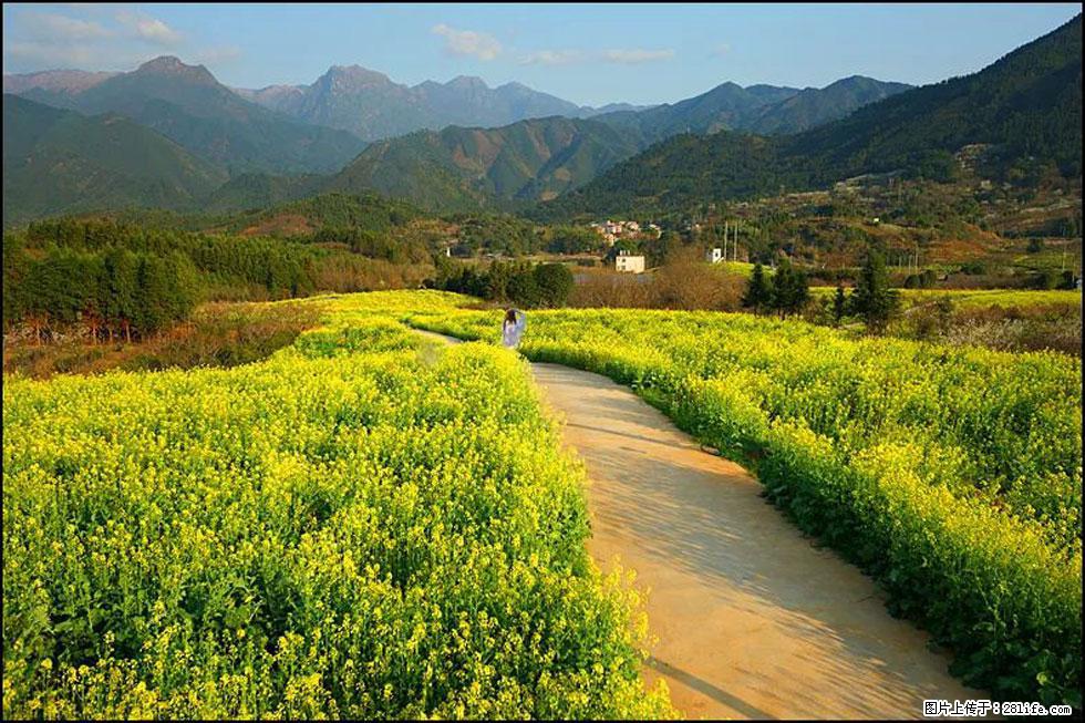 【春天，广西桂林灌阳县向您发出邀请！】长坪村油菜盛情花开 - 游山玩水 - 银川生活社区 - 银川28生活网 yinchuan.28life.net