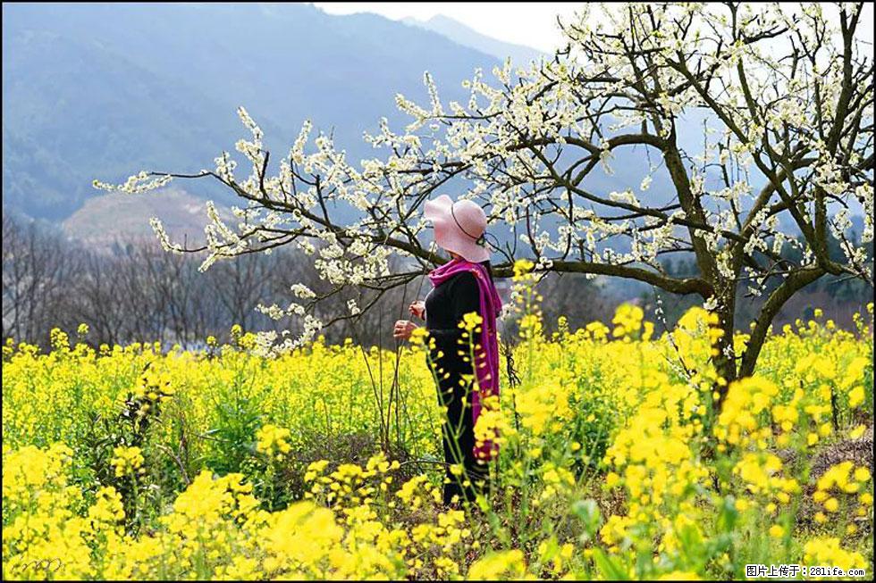 【春天，广西桂林灌阳县向您发出邀请！】长坪村油菜盛情花开 - 游山玩水 - 银川生活社区 - 银川28生活网 yinchuan.28life.net