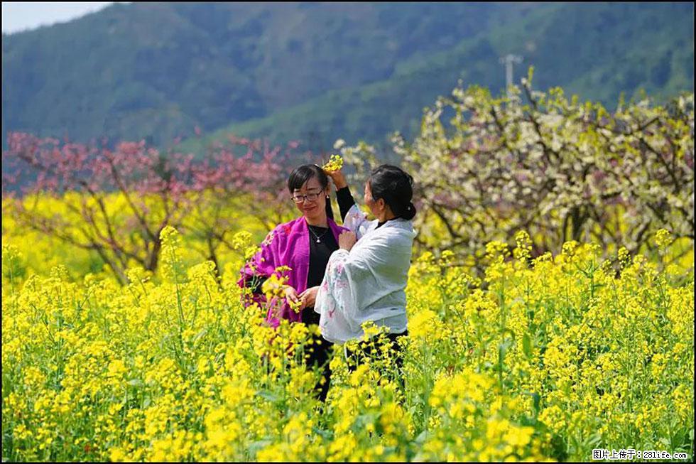 【春天，广西桂林灌阳县向您发出邀请！】长坪村油菜盛情花开 - 游山玩水 - 银川生活社区 - 银川28生活网 yinchuan.28life.net