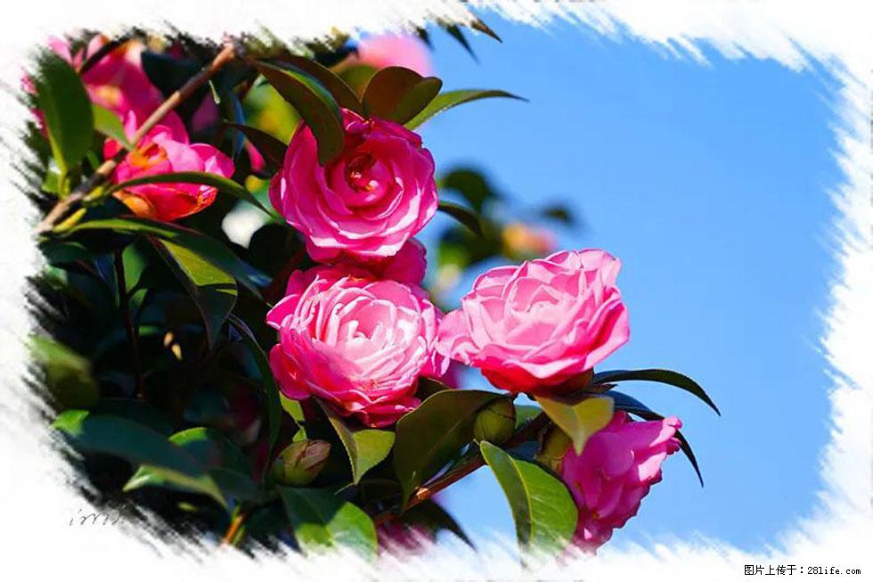 【春天，广西桂林灌阳县向您发出邀请！】杨柳井茶花惹人爱 - 游山玩水 - 银川生活社区 - 银川28生活网 yinchuan.28life.net