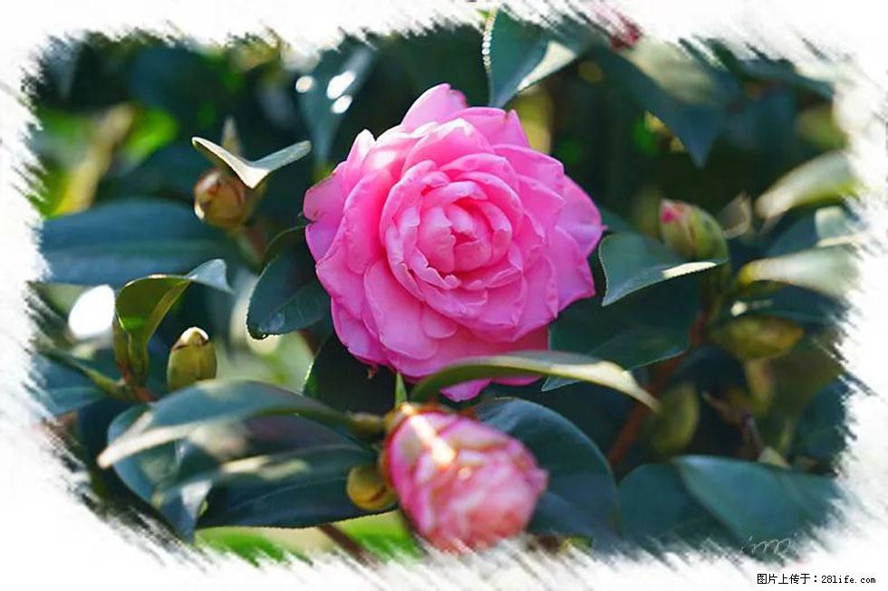 【春天，广西桂林灌阳县向您发出邀请！】杨柳井茶花惹人爱 - 游山玩水 - 银川生活社区 - 银川28生活网 yinchuan.28life.net