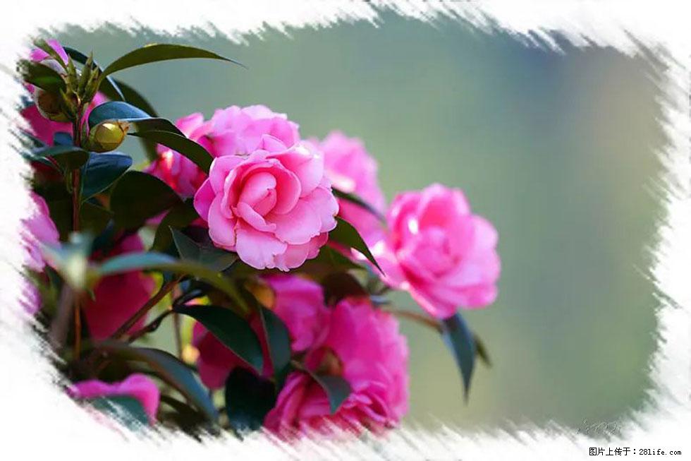 【春天，广西桂林灌阳县向您发出邀请！】杨柳井茶花惹人爱 - 游山玩水 - 银川生活社区 - 银川28生活网 yinchuan.28life.net