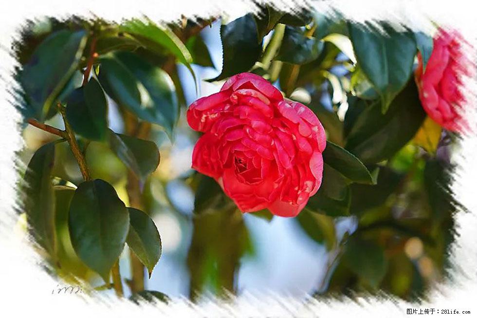 【春天，广西桂林灌阳县向您发出邀请！】杨柳井茶花惹人爱 - 游山玩水 - 银川生活社区 - 银川28生活网 yinchuan.28life.net