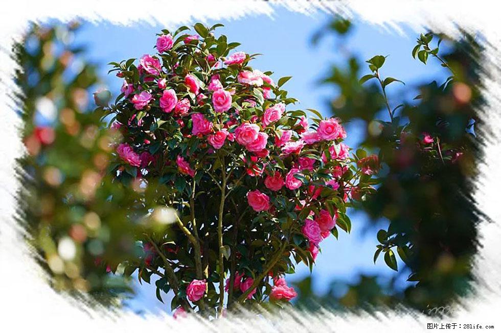 【春天，广西桂林灌阳县向您发出邀请！】杨柳井茶花惹人爱 - 游山玩水 - 银川生活社区 - 银川28生活网 yinchuan.28life.net