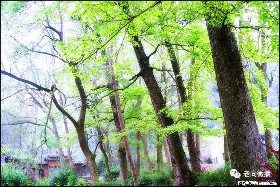 【春天，广西桂林灌阳县向您发出邀请！】在小龙村与春天约会 - 游山玩水 - 银川生活社区 - 银川28生活网 yinchuan.28life.net