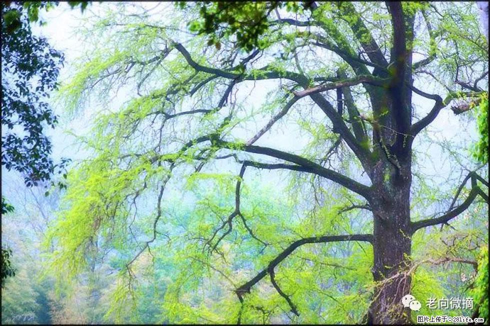 【春天，广西桂林灌阳县向您发出邀请！】在小龙村与春天约会 - 游山玩水 - 银川生活社区 - 银川28生活网 yinchuan.28life.net