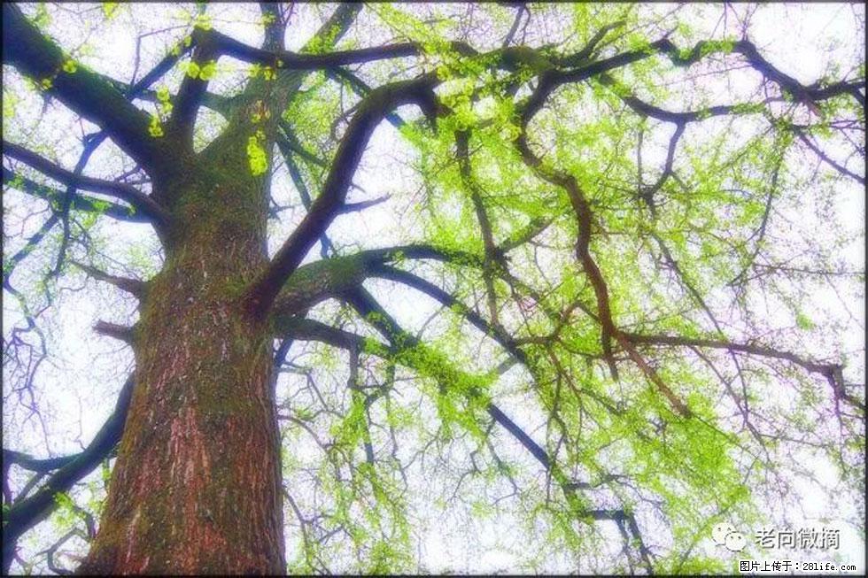 【春天，广西桂林灌阳县向您发出邀请！】在小龙村与春天约会 - 游山玩水 - 银川生活社区 - 银川28生活网 yinchuan.28life.net