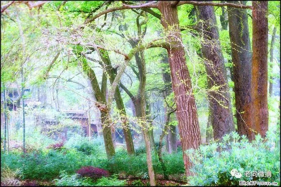【春天，广西桂林灌阳县向您发出邀请！】在小龙村与春天约会 - 游山玩水 - 银川生活社区 - 银川28生活网 yinchuan.28life.net