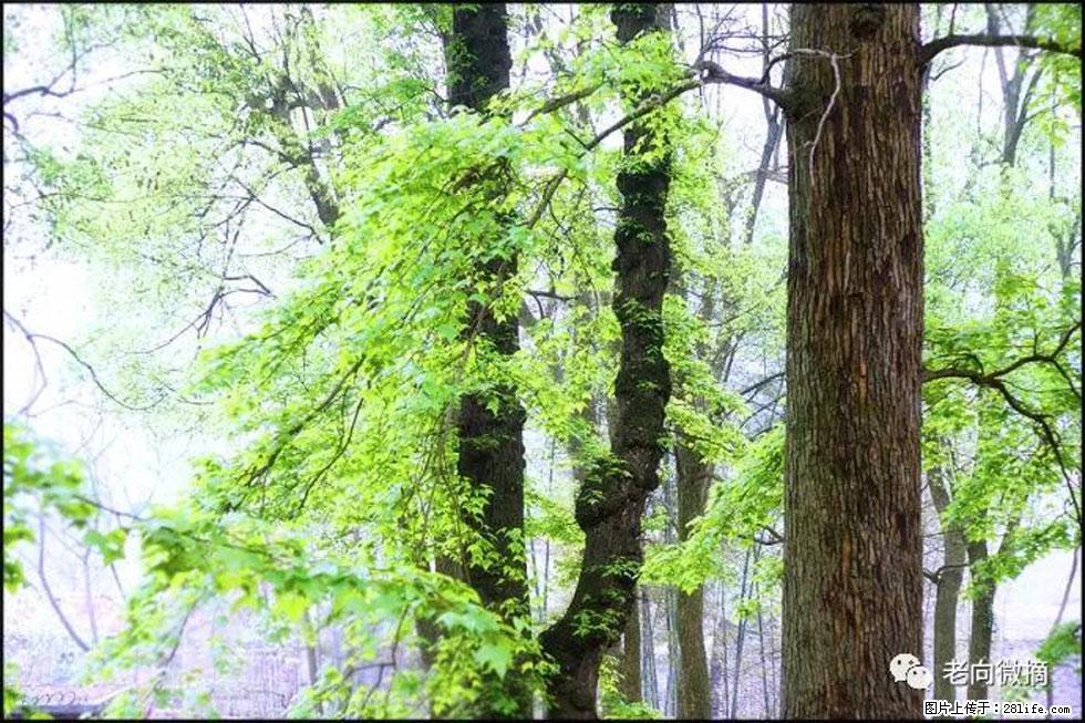 【春天，广西桂林灌阳县向您发出邀请！】在小龙村与春天约会 - 游山玩水 - 银川生活社区 - 银川28生活网 yinchuan.28life.net