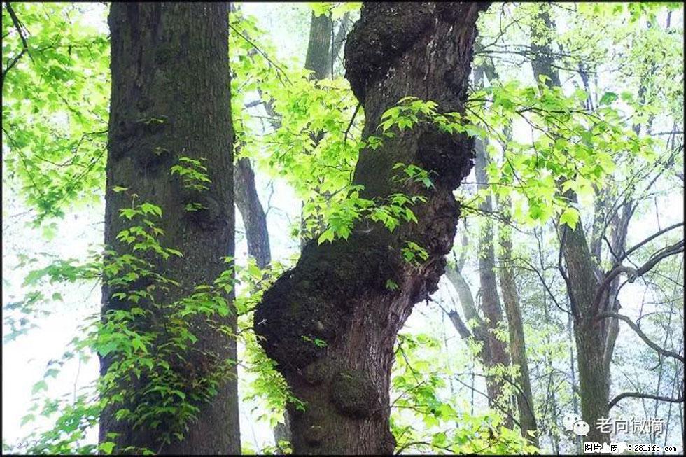 【春天，广西桂林灌阳县向您发出邀请！】在小龙村与春天约会 - 游山玩水 - 银川生活社区 - 银川28生活网 yinchuan.28life.net