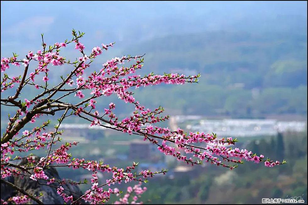 【春天，广西桂林灌阳县向您发出邀请！】望月岭上桃花开 - 游山玩水 - 银川生活社区 - 银川28生活网 yinchuan.28life.net