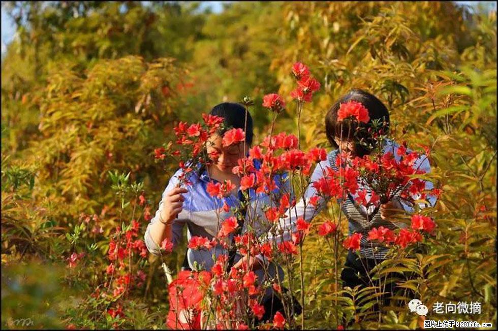 【春天，广西桂林灌阳县向您发出邀请！】登麒麟山，相约映山红 - 游山玩水 - 银川生活社区 - 银川28生活网 yinchuan.28life.net