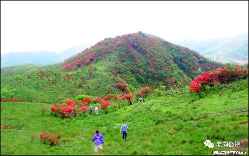 【春天，广西桂林灌阳县向您发出邀请！】宝盖山上映山红 - 游山玩水 - 银川生活社区 - 银川28生活网 yinchuan.28life.net