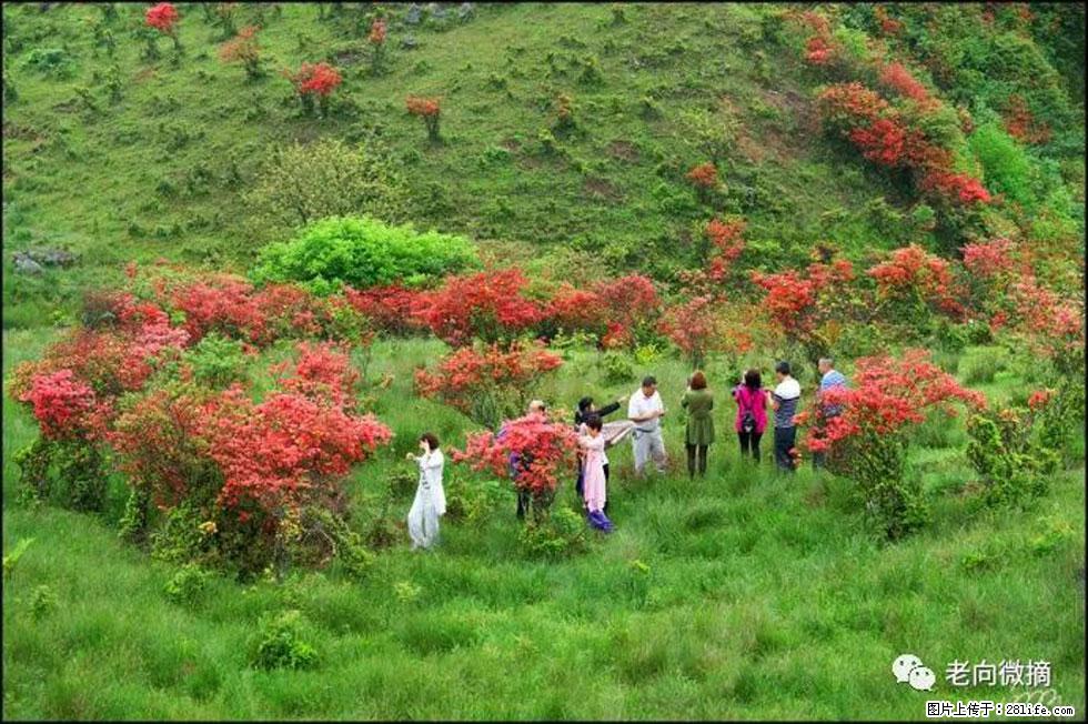 【春天，广西桂林灌阳县向您发出邀请！】宝盖山上映山红 - 游山玩水 - 银川生活社区 - 银川28生活网 yinchuan.28life.net