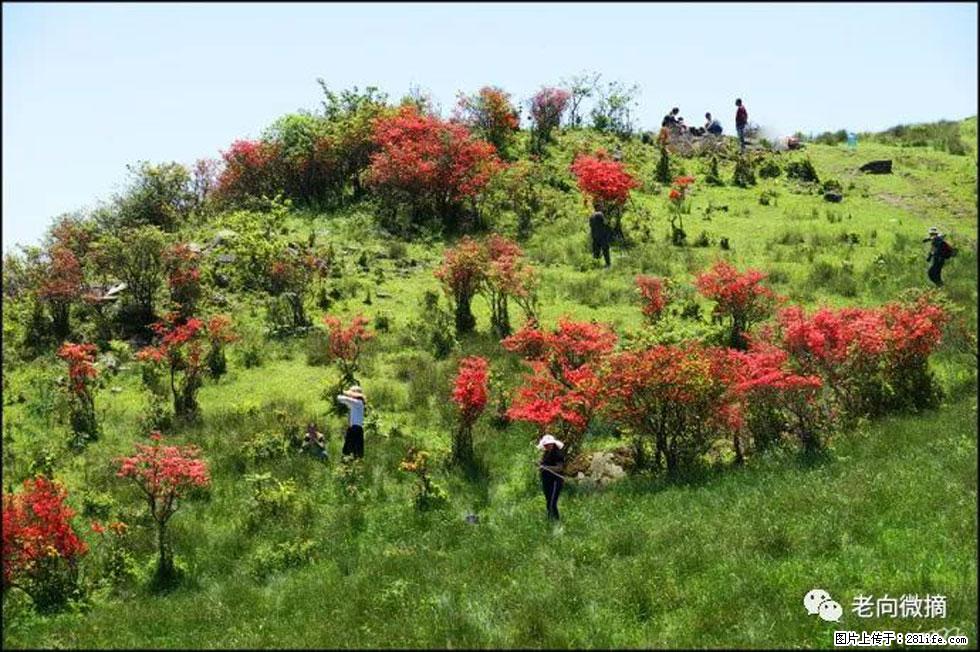 【春天，广西桂林灌阳县向您发出邀请！】宝盖山上映山红 - 游山玩水 - 银川生活社区 - 银川28生活网 yinchuan.28life.net