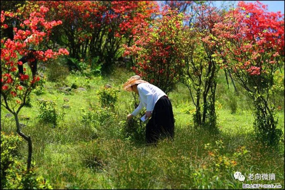 【春天，广西桂林灌阳县向您发出邀请！】宝盖山上映山红 - 游山玩水 - 银川生活社区 - 银川28生活网 yinchuan.28life.net
