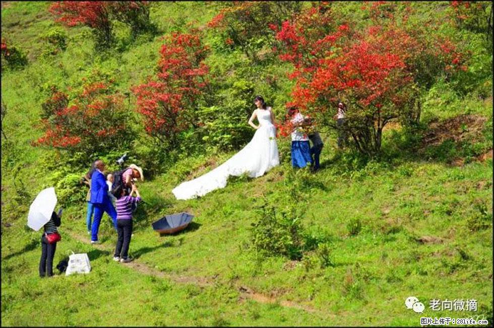 【春天，广西桂林灌阳县向您发出邀请！】宝盖山上映山红 - 游山玩水 - 银川生活社区 - 银川28生活网 yinchuan.28life.net