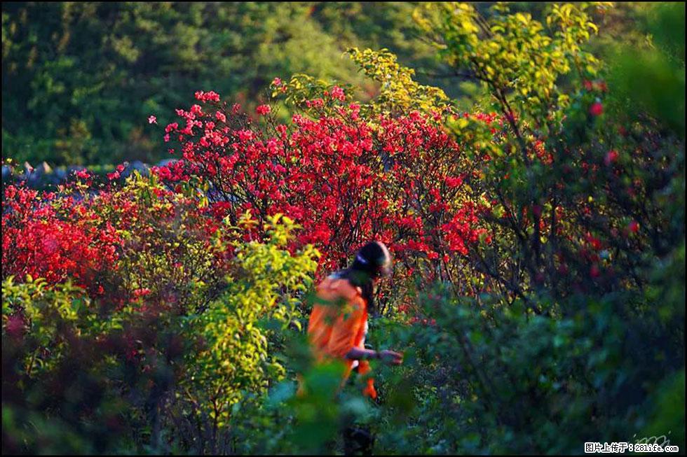 【春天，广西桂林灌阳县向您发出邀请！】春木界上映山红 - 游山玩水 - 银川生活社区 - 银川28生活网 yinchuan.28life.net