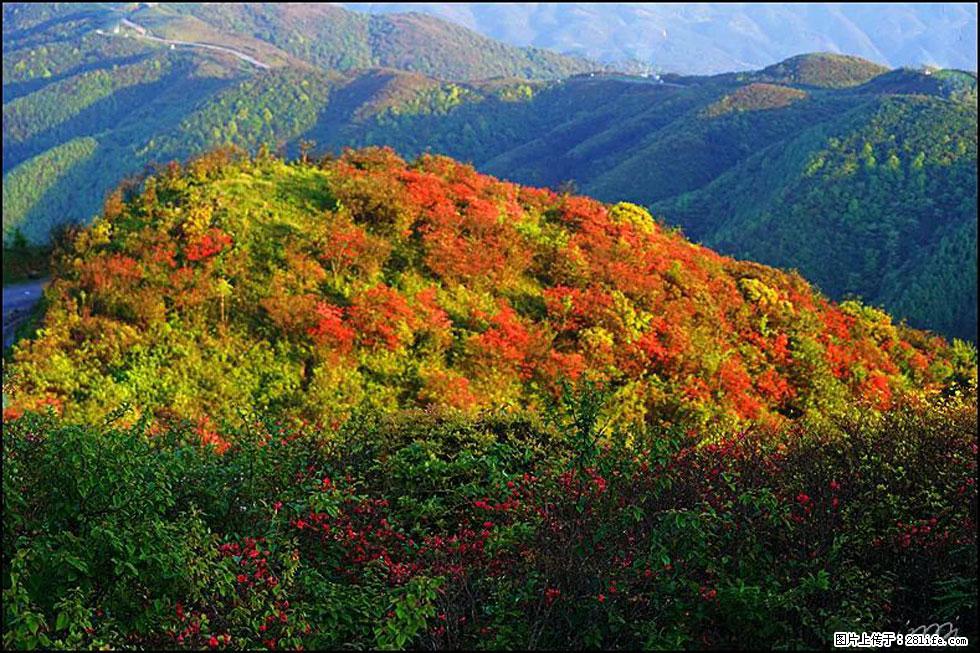 【春天，广西桂林灌阳县向您发出邀请！】春木界上映山红 - 游山玩水 - 银川生活社区 - 银川28生活网 yinchuan.28life.net