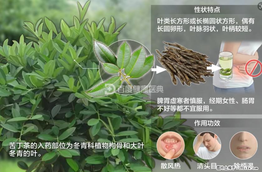 苦丁茶有哪些功效和作用 - 生活百科 - 银川生活社区 - 银川28生活网 yinchuan.28life.net