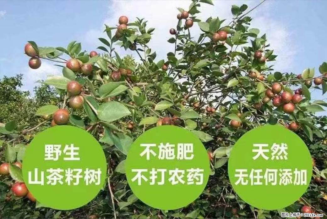 【灌阳县油茶产业示范区】一个有着充实的精神生活的人，对待身外之物自会有一种淡泊的态度 - 美食天地 - 银川生活社区 - 银川28生活网 yinchuan.28life.net