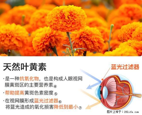 叶黄素有什么功效和作用 - 生活百科 - 银川生活社区 - 银川28生活网 yinchuan.28life.net