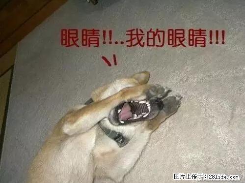 笑癫了！一女的怀孕三年未生，他终于忍不住了... - 娱乐八卦 - 银川生活社区 - 银川28生活网 yinchuan.28life.net
