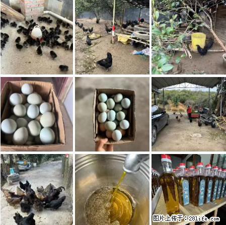 油茶园从小鸡仔开始养起的纯土鸡、土鸡蛋可以预定啦！还有前几天刚榨的纯山茶油哦 - 美食天地 - 银川生活社区 - 银川28生活网 yinchuan.28life.net