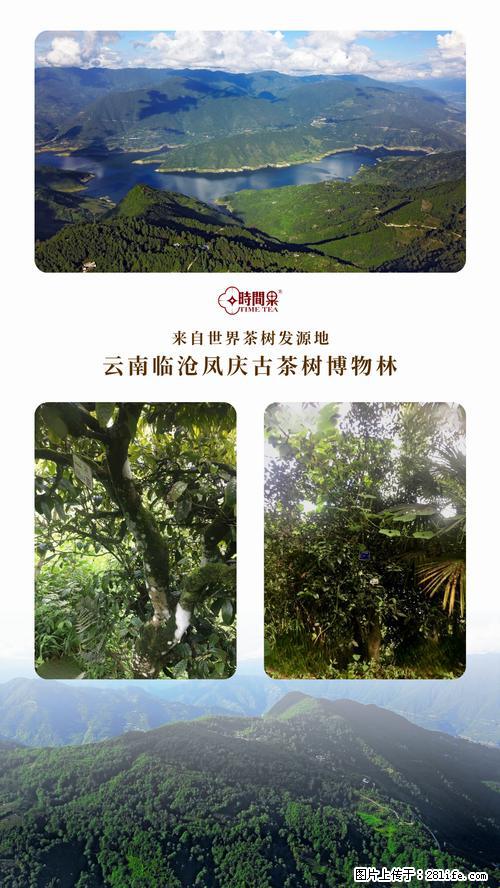 时间果百年古树2025年春红茶 - 购物交流 - 银川生活社区 - 银川28生活网 yinchuan.28life.net