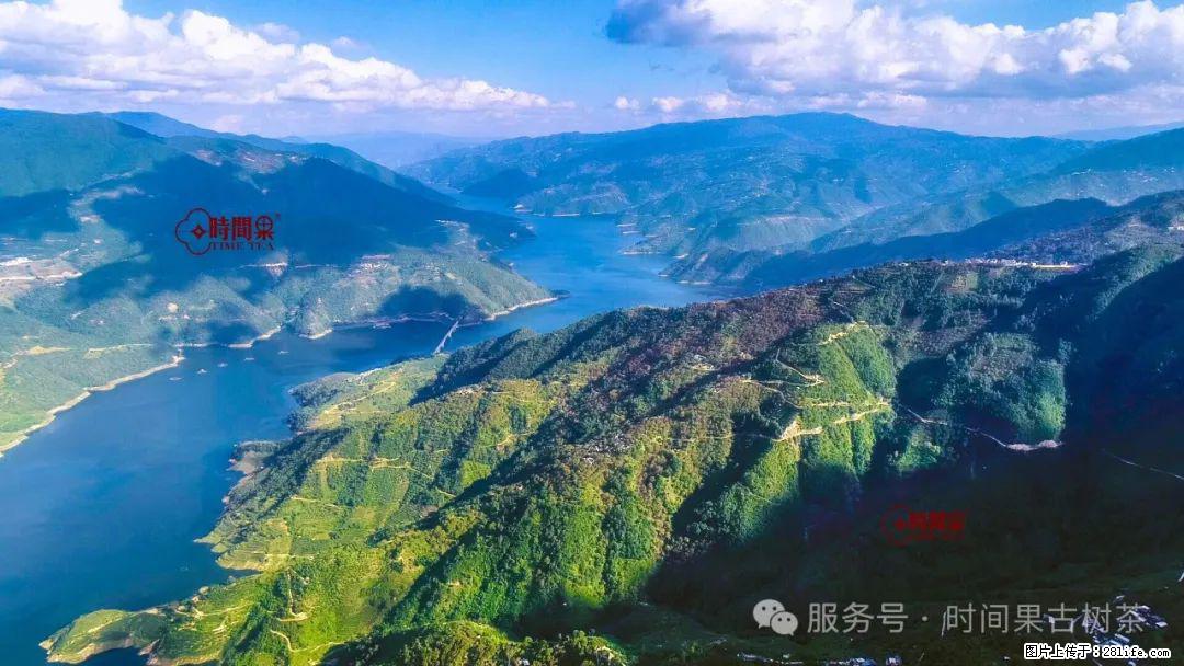 时间果百年古树龙珠普洱生茶 - 购物交流 - 银川生活社区 - 银川28生活网 yinchuan.28life.net