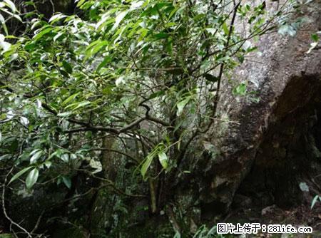 平乐石崖茶，珍贵仅次于金花茶 - 银川生活资讯 - 银川28生活网 yinchuan.28life.net