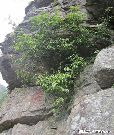 平乐石崖茶，珍贵仅次于金花茶 - 银川生活资讯 - 银川28生活网 yinchuan.28life.net