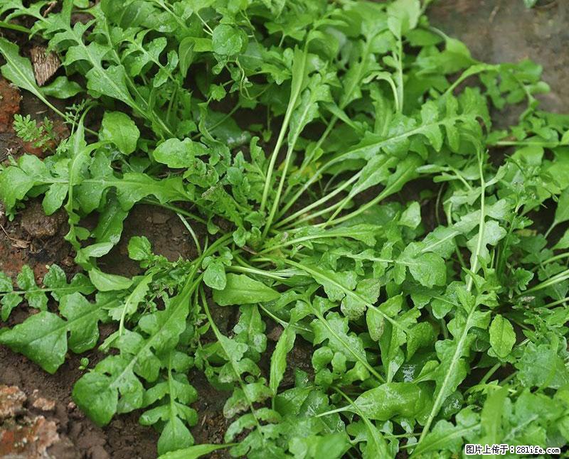 这些蔬菜是“天然钙片”，这6种被医生重点推荐 - 银川生活资讯 - 银川28生活网 yinchuan.28life.net
