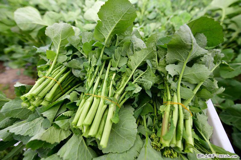这些蔬菜是“天然钙片”，这6种被医生重点推荐 - 银川生活资讯 - 银川28生活网 yinchuan.28life.net